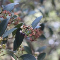 Syzygium spathulatum Thwaites